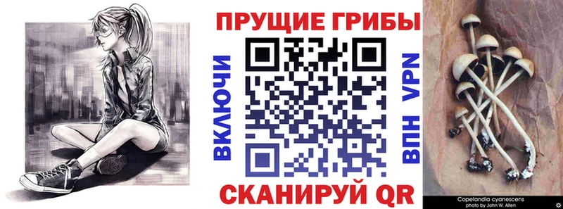 дарнет шоп  Серов  Галлюциногенные грибы Psilocybine cubensis 